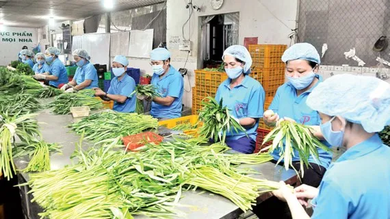 Chế biến rau VietGAP tại Hợp tác xã Phước An, TPHCM. Ảnh: Thành Trí