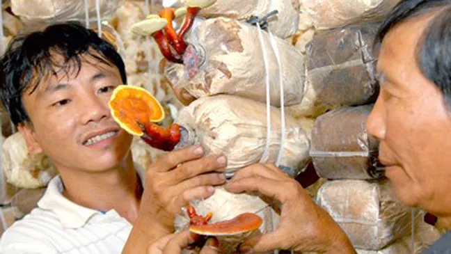 Tuyên dương 17 thanh niên nông thôn làm kinh tế giỏi