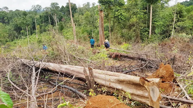 Thủ tướng yêu cầu điều tra, làm rõ vụ phá rừng tại Bình Định