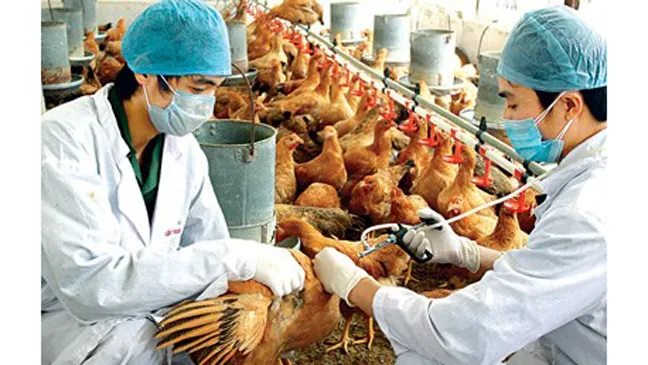 Cúm gia cầm lại đe dọa người dân