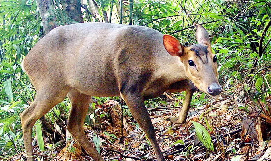 Một cá thể Mang lớn trên dãy Trường Sơn (Quảng Nam) được bẫy ảnh của WWF ghi lại. Ảnh: LEINIZ - IZW, WWF - Việt Nam