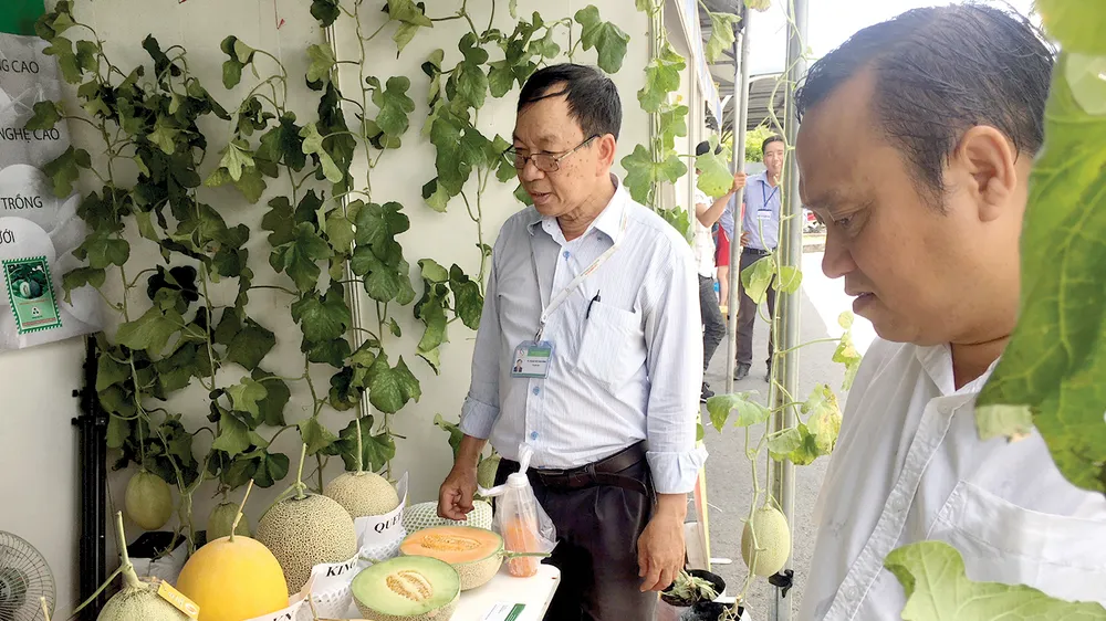 Dưa lưới giống Nhật Bản đang trồng nhiều tại TPHCM