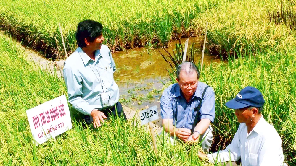 GS-TS Võ Tòng Xuân (ngồi giữa) và kỹ sư Hồ Quang Cua (đứng bên trái) thăm đồng lúa ST