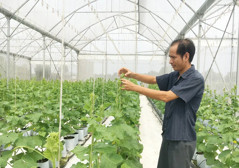 Trồng dưa lưới trong nhà màng giúp cho sản phẩm đảm bảo vệ sinh an toàn thực phẩm. Ảnh: THANH HẢI