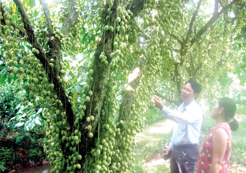 Vườn dâu Hạ Châu, điểm du lịch nông nghiệp thế mạnh của huyện Phong Điền (Cần Thơ)