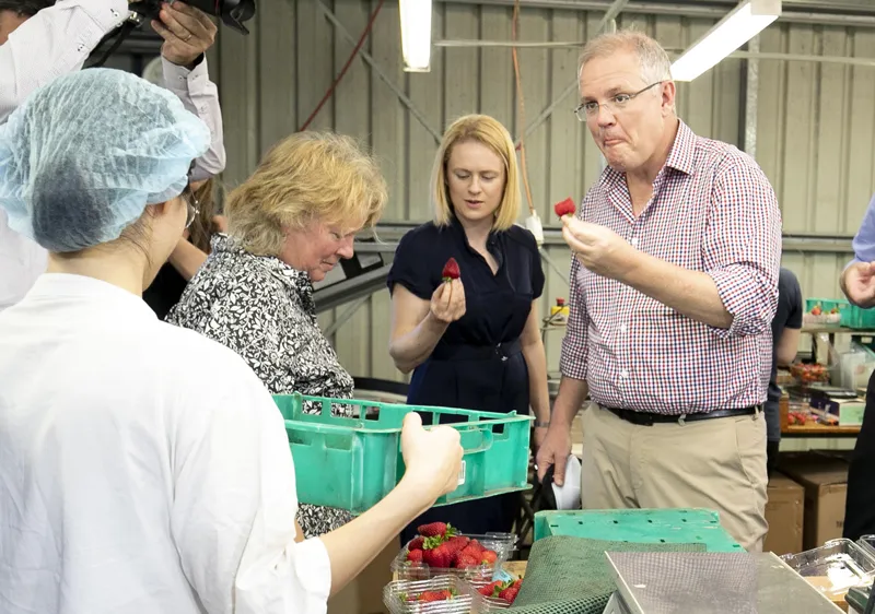 Thủ tướng Australia Scott Morrison (phải) thử dâu tây tại trang trại dâu tây Chambers Flat ở Đông Nam Queensland, Australia, ngày 5-11-2018. AAP