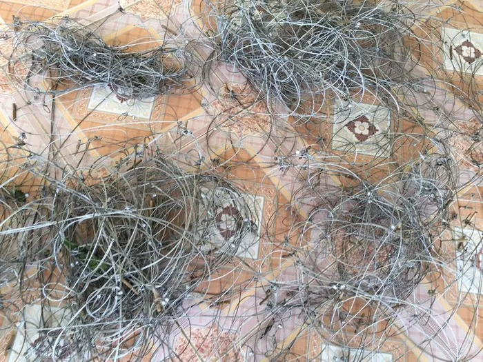 Phát hiện dày đặc bẫy săn bắt động vật rừng trái phép