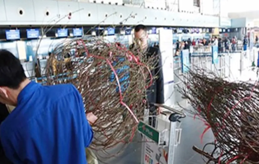 Các hãng hàng không nhận vận chuyển hoa tết