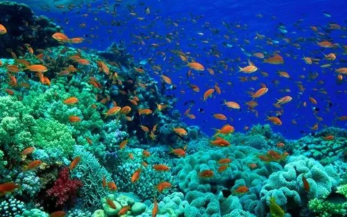 Hội nghị quốc tế về kinh tế đại dương