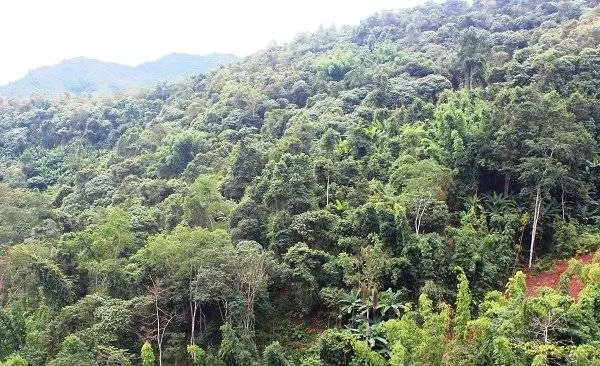 Đẩy mạnh ứng dụng công nghệ viễn thám để bảo vệ rừng