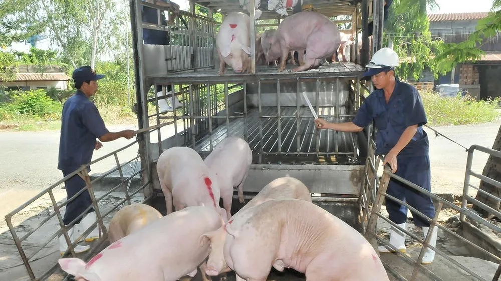 Nhiều địa phương công bố hết dịch tả heo châu Phi