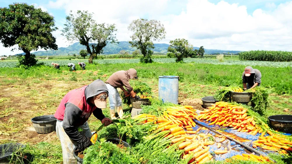Thất thoát lương thực thường xảy ra khi thu hoạch do thiếu nhân công