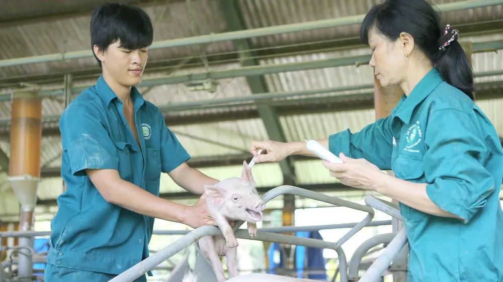 Sắp tìm ra vaccine dịch tả heo châu Phi