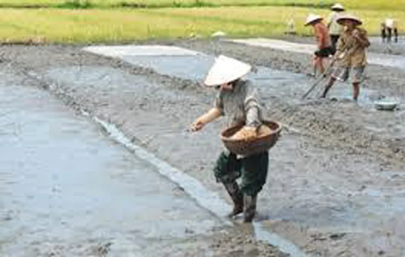 ĐBSCL: Đẩy nhanh xuống giống lúa đông xuân để né hạn mặn