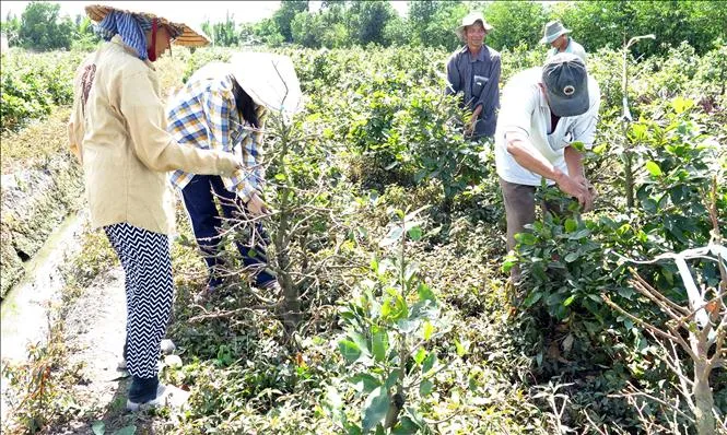 Hoa mai TPHCM xuất container đi Hà Nội