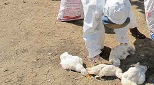 Dịch cúm A/H5N6 xuất hiện ở Hà Nội