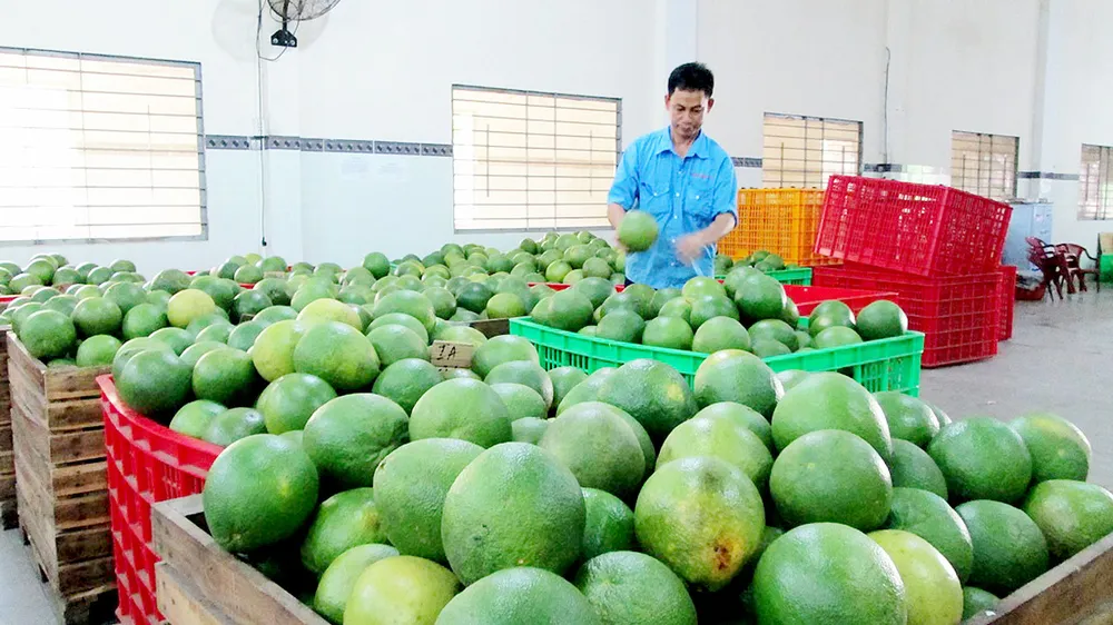 Giá bưởi ngày càng giảm