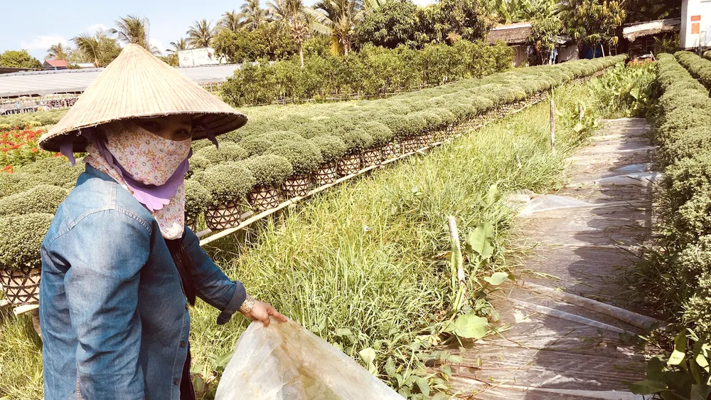 Người dân vùng Chợ Lách (Bến Tre) trữ nước để tưới hoa kiểng. Ảnh: TÍN HUY