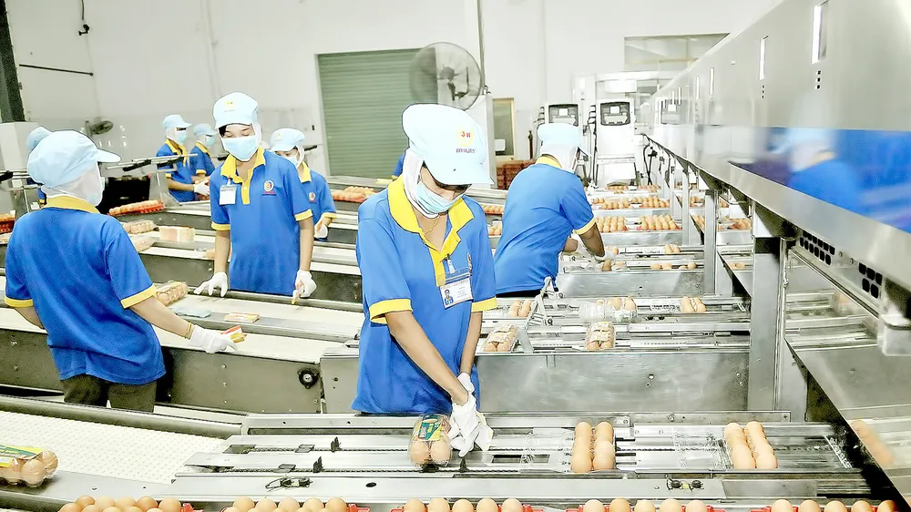 Dây chuyền đóng gói trứng thành phẩm tại Công ty cổ phần Ba Huân. Ảnh: CAO THĂNG