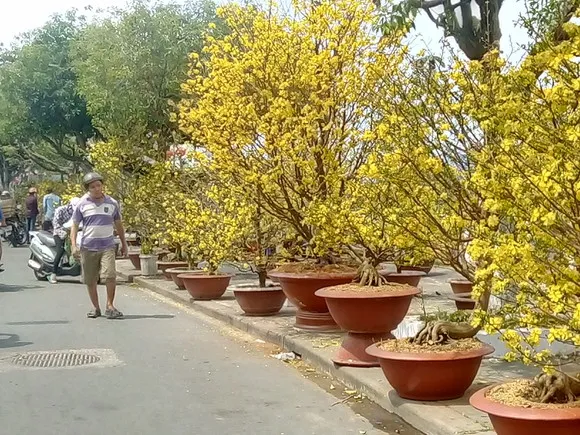 Kinh doanh mai, đào tết phải có nguồn gốc hợp pháp