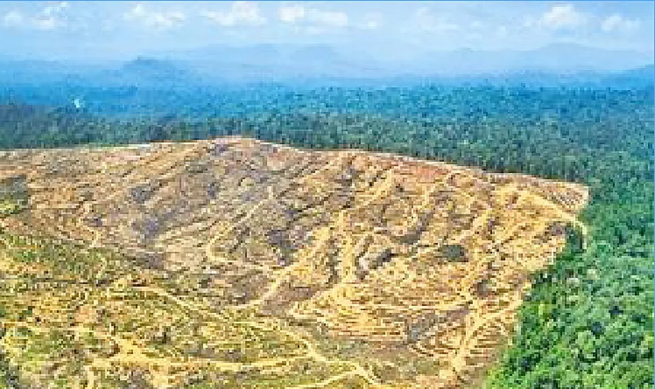 Diện tích rừng rộng lớn bị tàn phá trên đảo Borneo