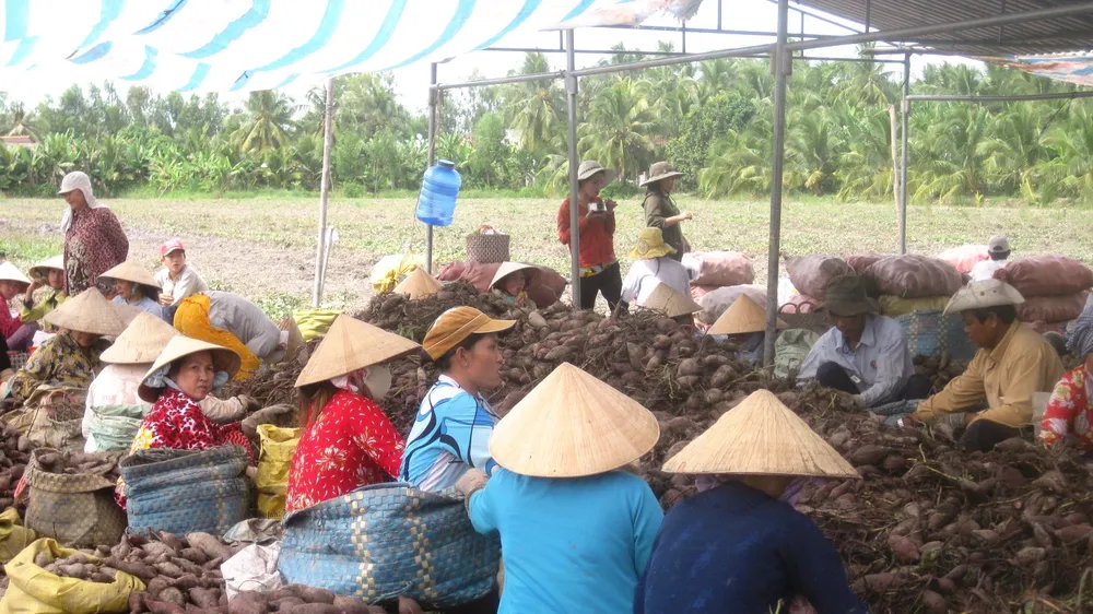 Giá khoai lang ở Đồng Tháp giảm mạnh