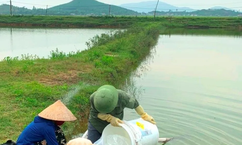 Xử lý ao nuôi tôm bị bệnh đốm trắng ở huyện Kỳ Anh, Hà Tĩnh. Ảnh: DƯƠNG QUANG
