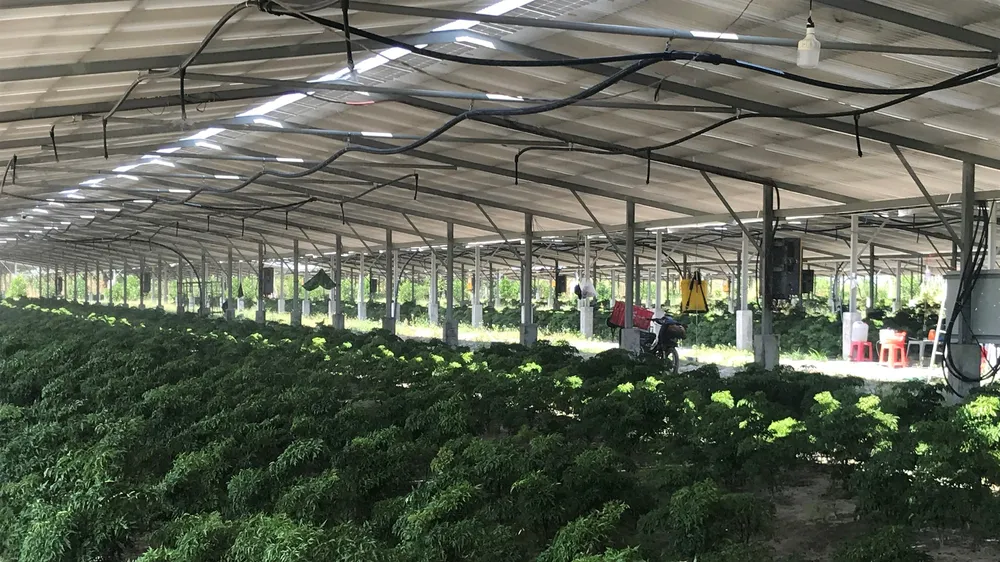 Mô hình trồng cây đinh lăng kết hợp áp mái pin năng lượng mặt trời