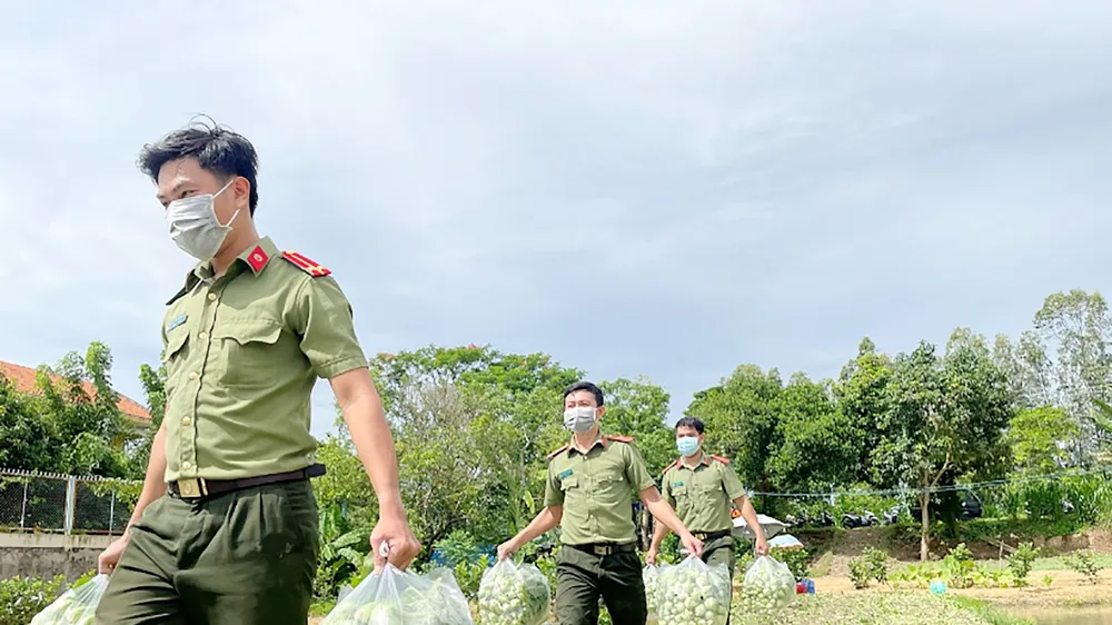 Lực lượng Công an tỉnh An Giang thu mua rau hỗ trợ nông dân huyện Chợ Mới (An Giang). Ảnh: TIẾN TẦM 