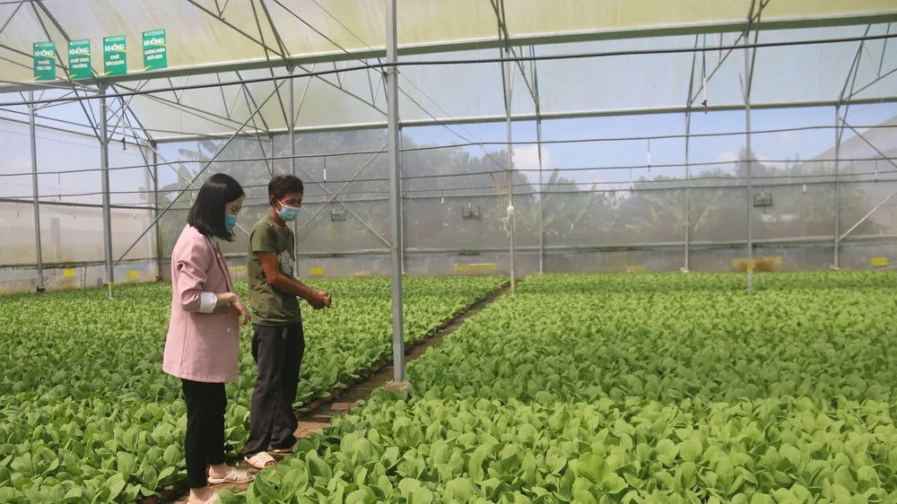 Bà Rịa - Vũng Tàu: Phát triển nông nghiệp công nghệ cao theo hướng bền vững