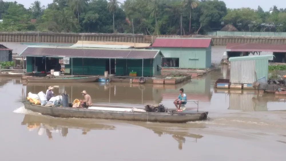 Bình yên làng cá Tân Mai
