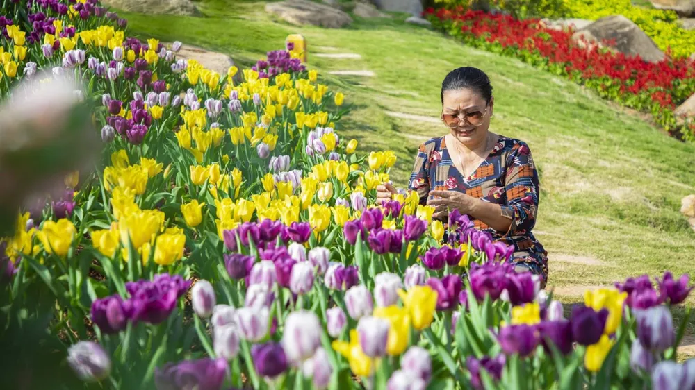 Hàng trăm ngàn du khách nô nức lên ngắm hoa tulip lần đầu xuất hiện trên đỉnh Núi Bà Tây Ninh