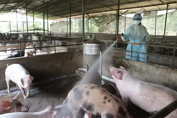 Quảng Ngãi: Dịch bệnh gia súc, gia cầm bùng phát mạnh