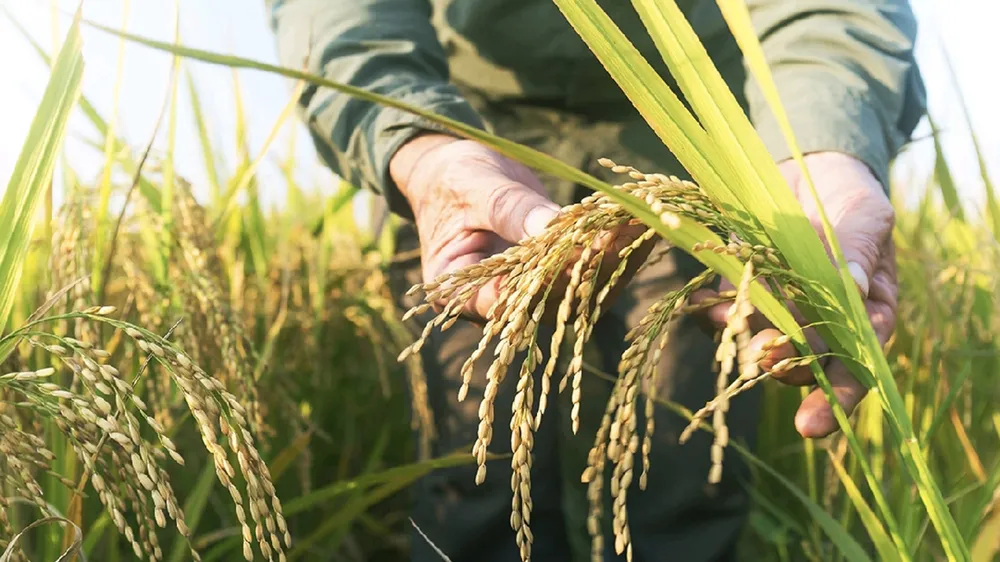 Giống gene mới phát hiện giúp tăng năng suất lúa