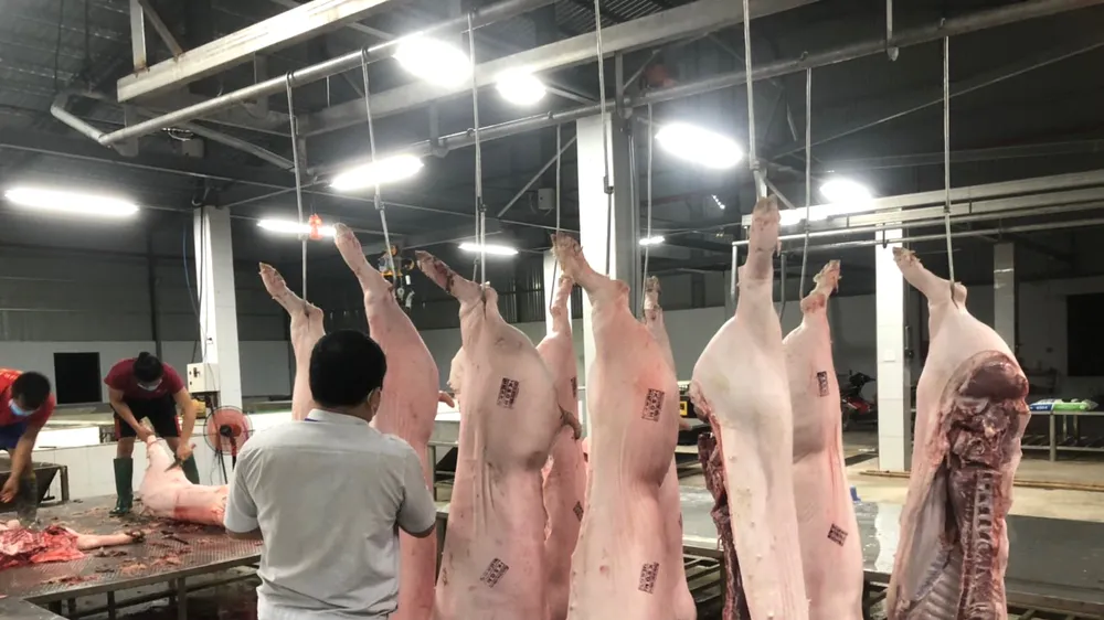 Mỗi ngày lượng heo giết mổ tại nhà máy của Công ty TNHH Thực phẩm Ngọc Việt Long Bình rất ít so với công suất