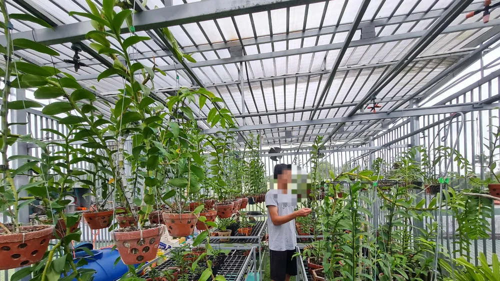 Một vườn lan var ở TP Buôn Ma Thuột từng được đầu tư hàng tỷ đồng nhưng hiện không bán được