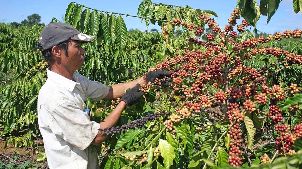 Doanh nghiệp lo ngại bị EU "dán nhãn" hàng xuất khẩu gây mất rừng