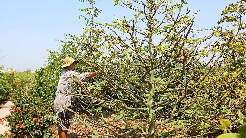 Ông Phạm Văn Từ với cây mai trị giá hàng chục triệu đồng ở làng mai Tân Tây
