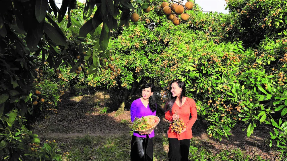 Giồng Nhãn Bạc Liêu. Ảnh: PHAN THANH CƯỜNG