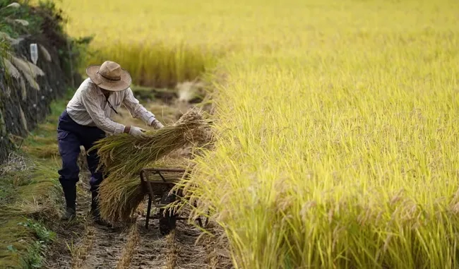 Nhật Bản xem xét sửa Luật Cơ bản về lương thực