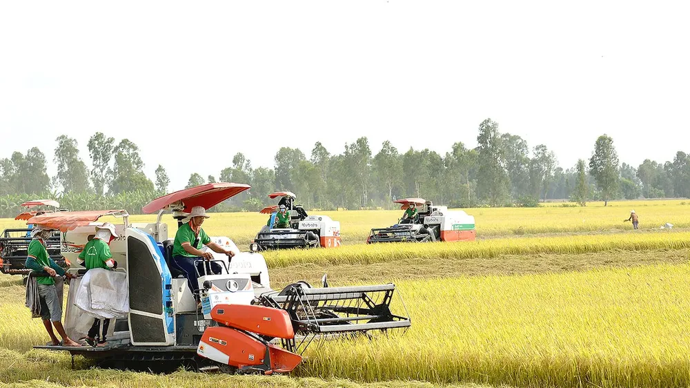 Festival lúa gạo Việt Nam lần thứ VI-2023 diễn ra từ 13 đến 15-12