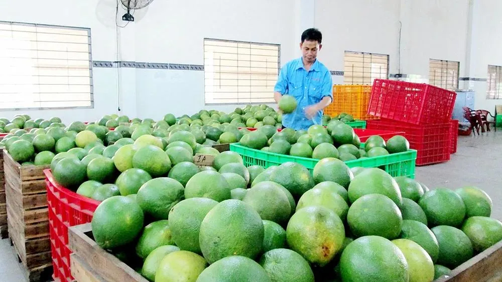 ĐBSCL: Giá gà, vịt, trái cây giảm mạnh