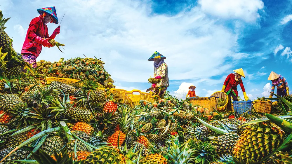 Khóm Cầu Đúc: vị ngọt của Vị Thanh