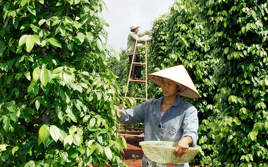 5 tháng đầu năm, xuất khẩu hồ tiêu đạt gần 500 triệu USD
