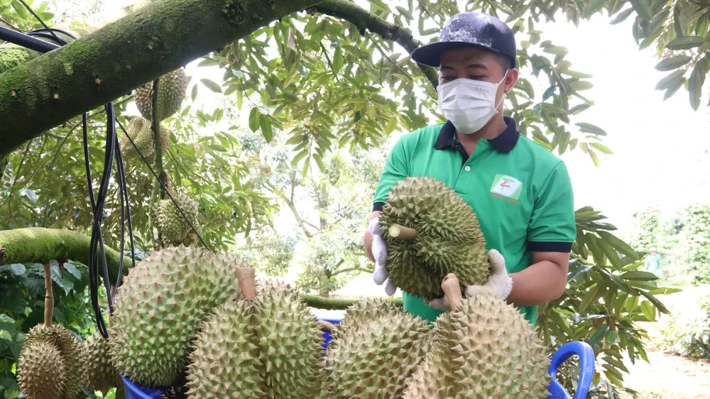 ĐBSCL: Ổi và sầu riêng tăng giá