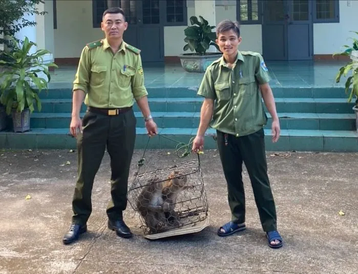 Người dân giao nộp 2 cá thể khỉ đuôi lợn cho kiểm lâm