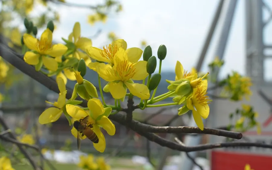 Mùa xuân mai đã thắm vàng