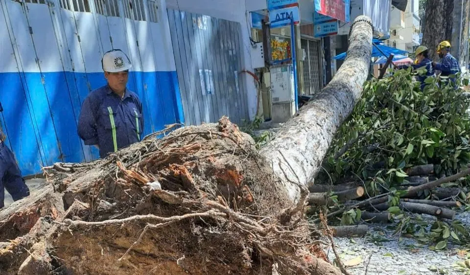 Chủ tịch UBND TPHCM chỉ đạo xử lý nghiêm chủ đầu tư, đơn vị thi công vỉa hè, xâm hại cây xanh