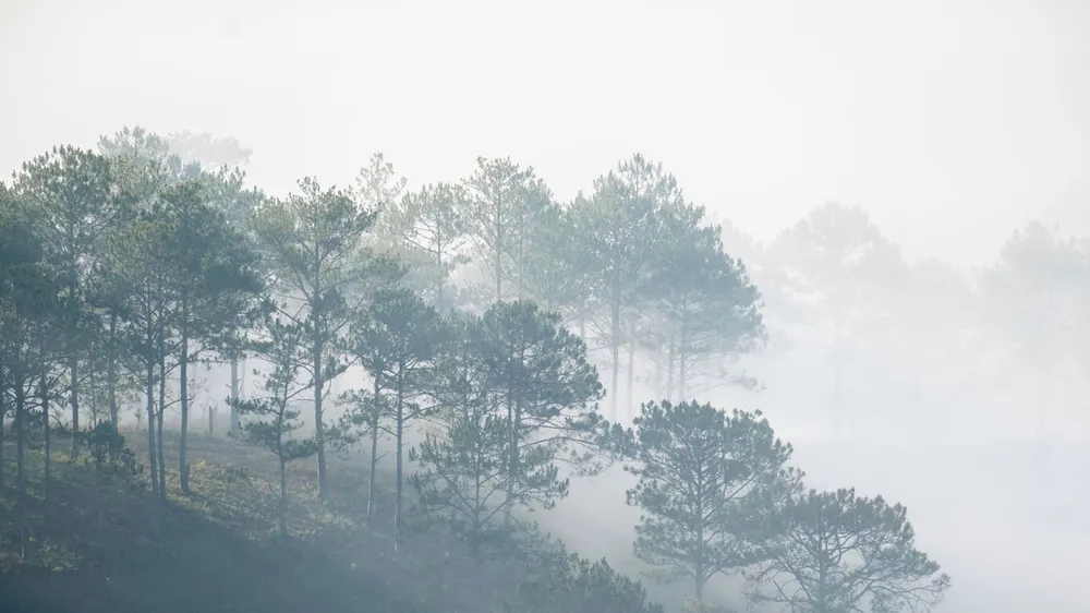 Dưới những tầng thông reo