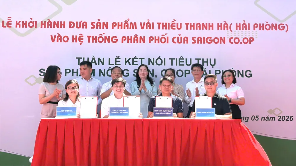 Vải Thanh Hà được Saigon Co.op đưa vào phân phối tại 800 điểm bán trên toàn quốc. Ảnh: MINH XUÂN